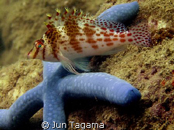 back me up! hawkfish and starfish buddies by Jun Tagama 